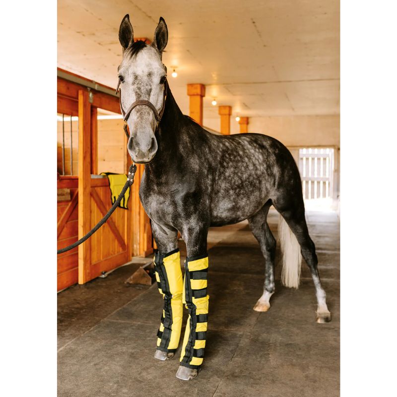 Horse wearing Infrared Heating pad Leggings