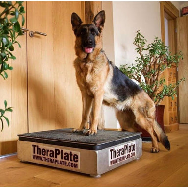 Dog using theraplate
