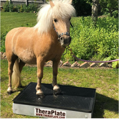mini horse using theraplate