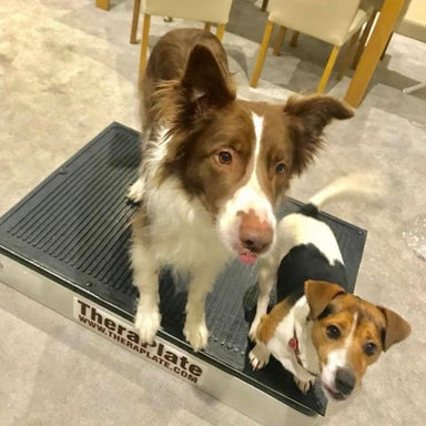 two dogs on theraplate therapy