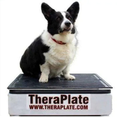 white and black dog sitting on theraplate