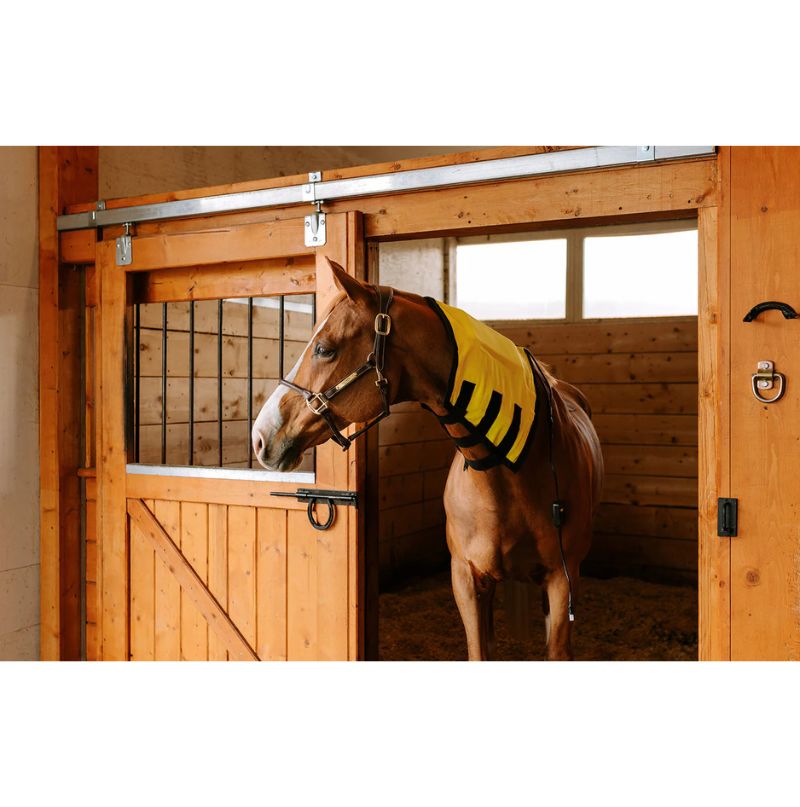 horse wearing thermotex best infrared heating pad