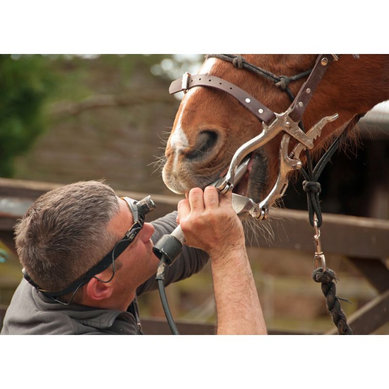 Horse Vet looking at Horses Mouth