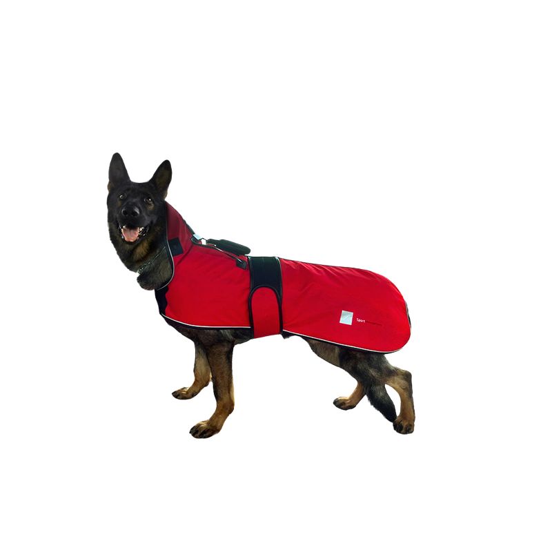 Dog wearing PEMF jacket