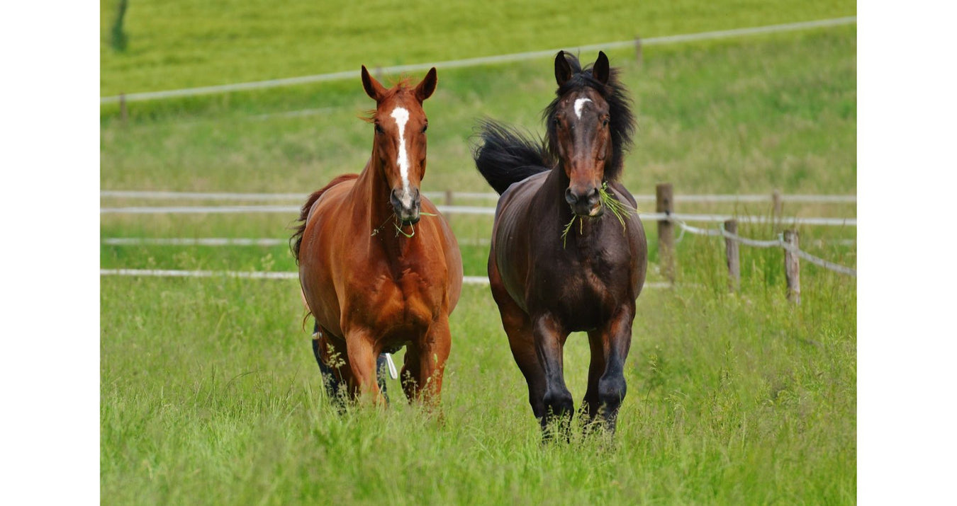 horses in love