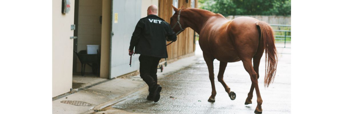 Vet walkig with horse 