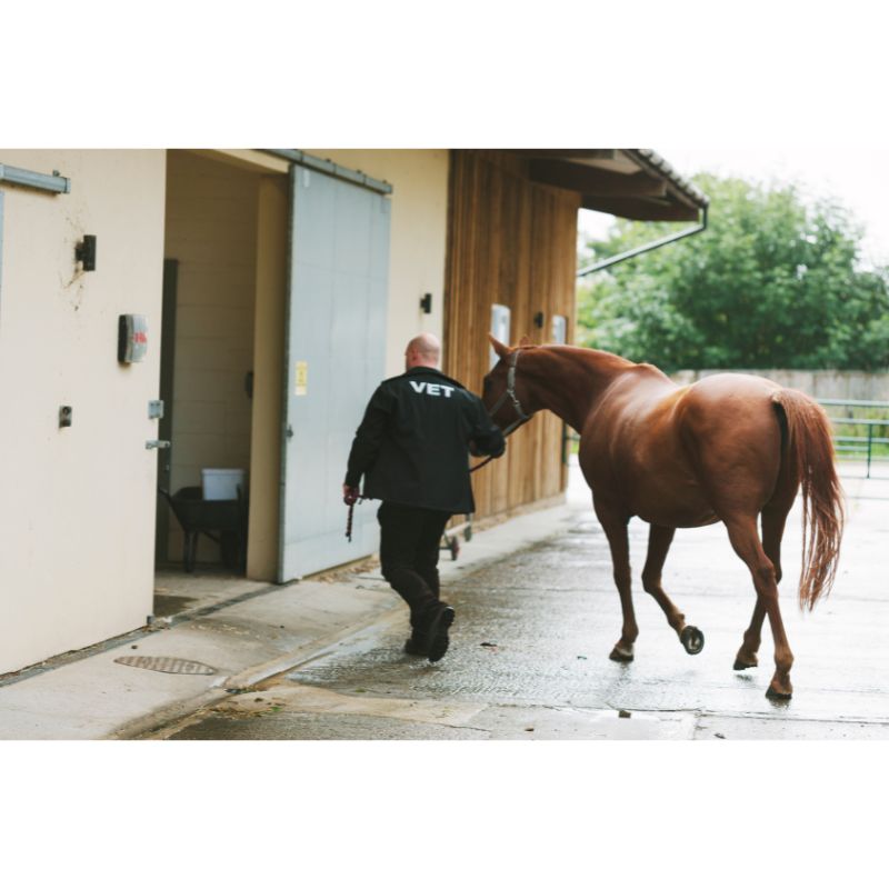 Injured horse walking with a vet