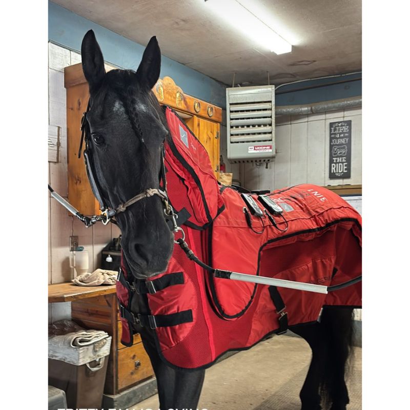horse wearing PEMF blanket