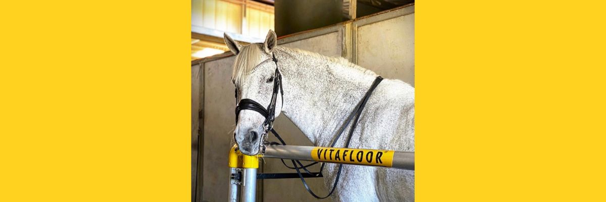 White horse on Vitafloor vibration floor 
