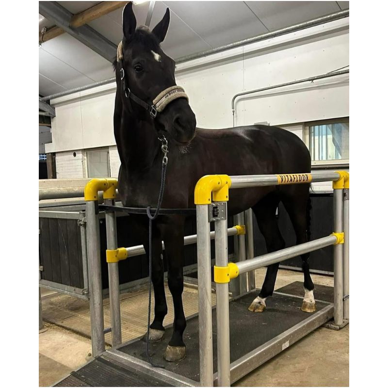 Horse relaxing on equine vibration plate