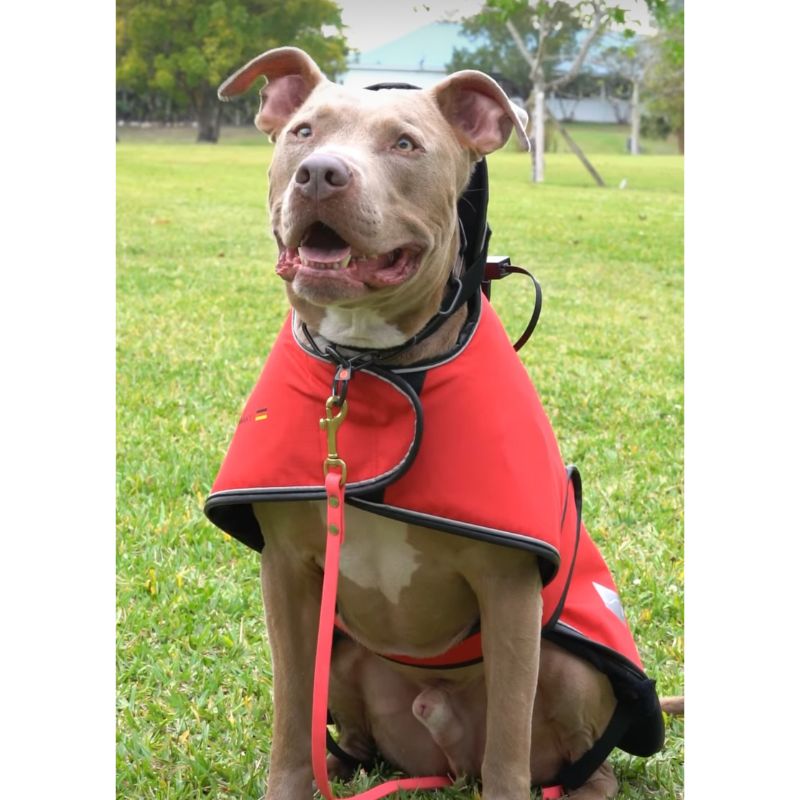 dog pemf rehab blanket