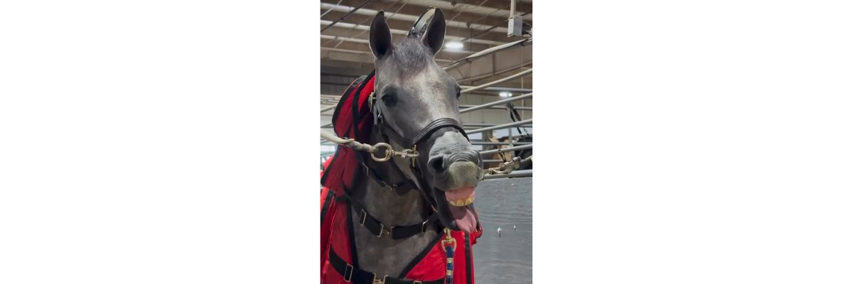 Horse showing teeth