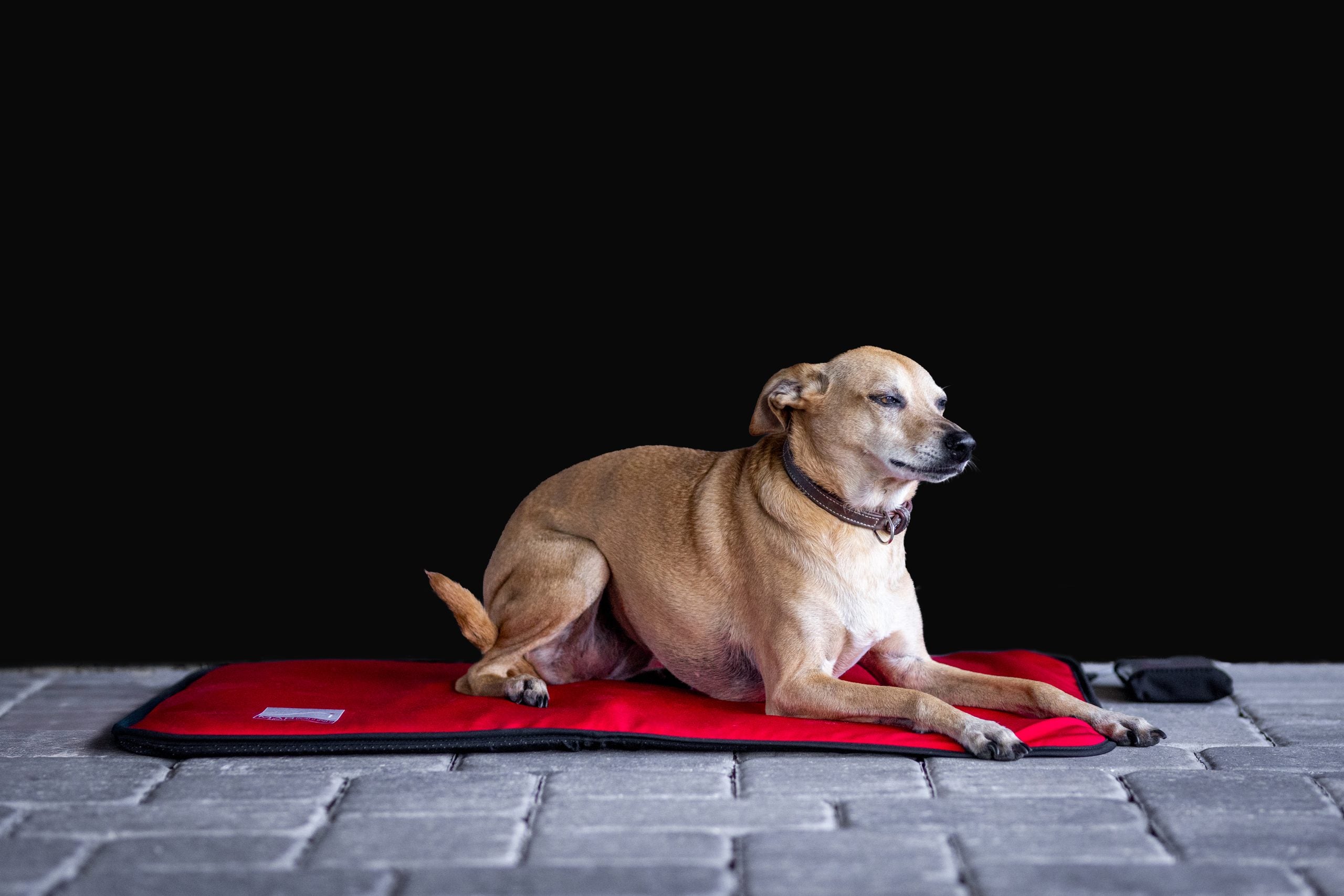 Sport Innovations MagMini PEMF Dog Mat