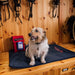 Dog sitting on a black mat in a wooden room with hanging equipment.