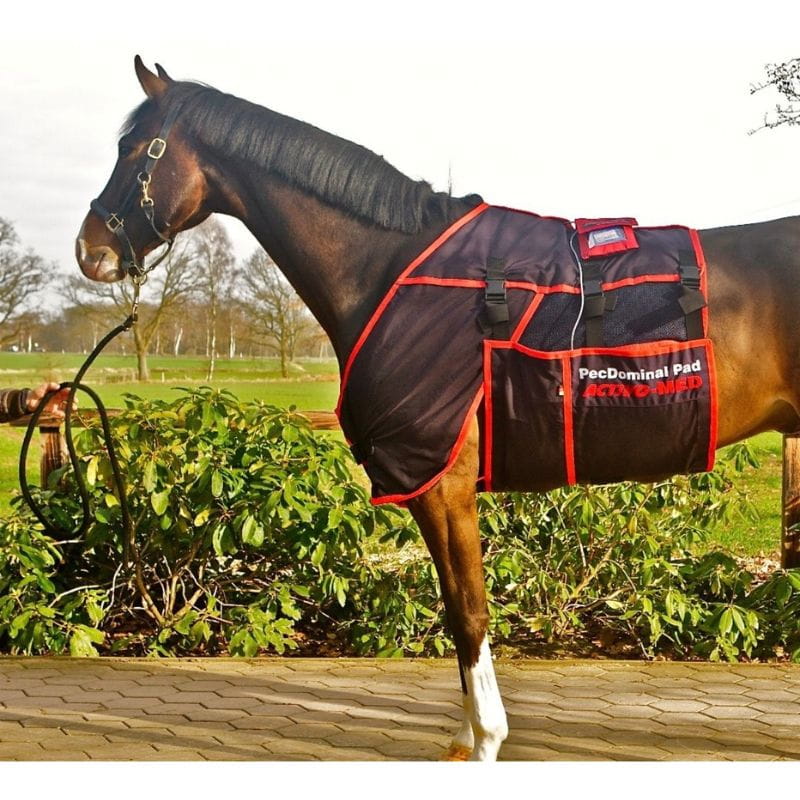 Horse wearing a black and red protective blanket in an outdoor setting