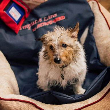 Small dog sitting inside a blue pet carrier with visible text.