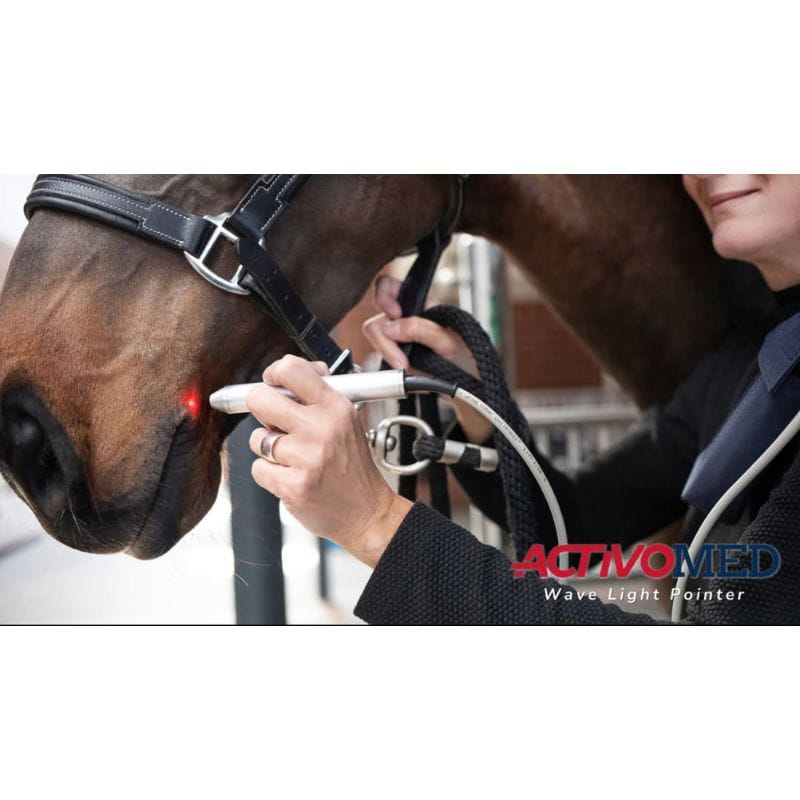 brown horse receiving laser therapy with laser pen 