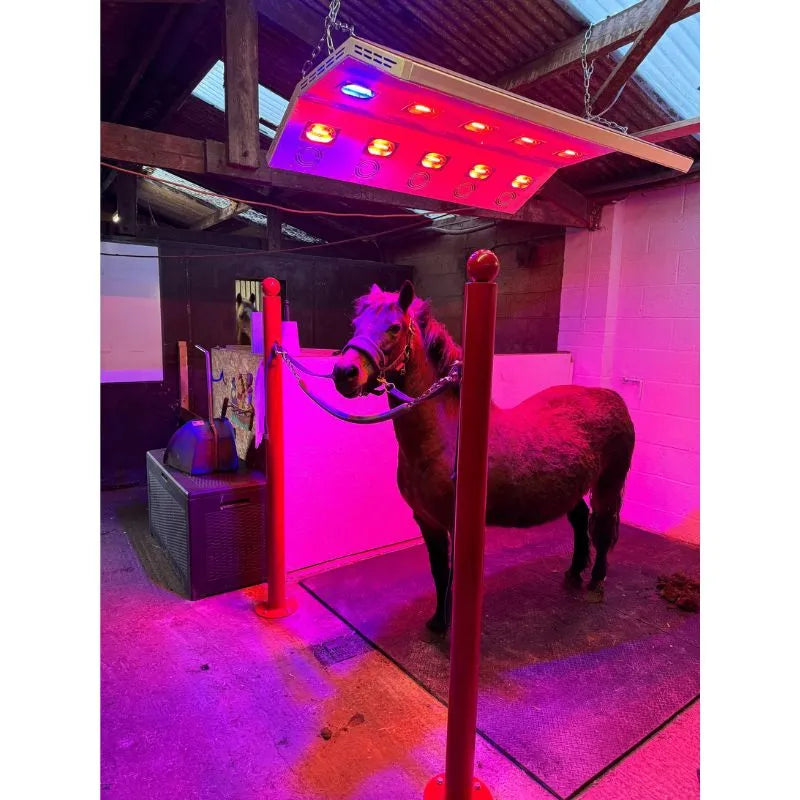 Equine Solarium Lights on a Pony 