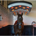 Brown Horse getting equine solarium treatment