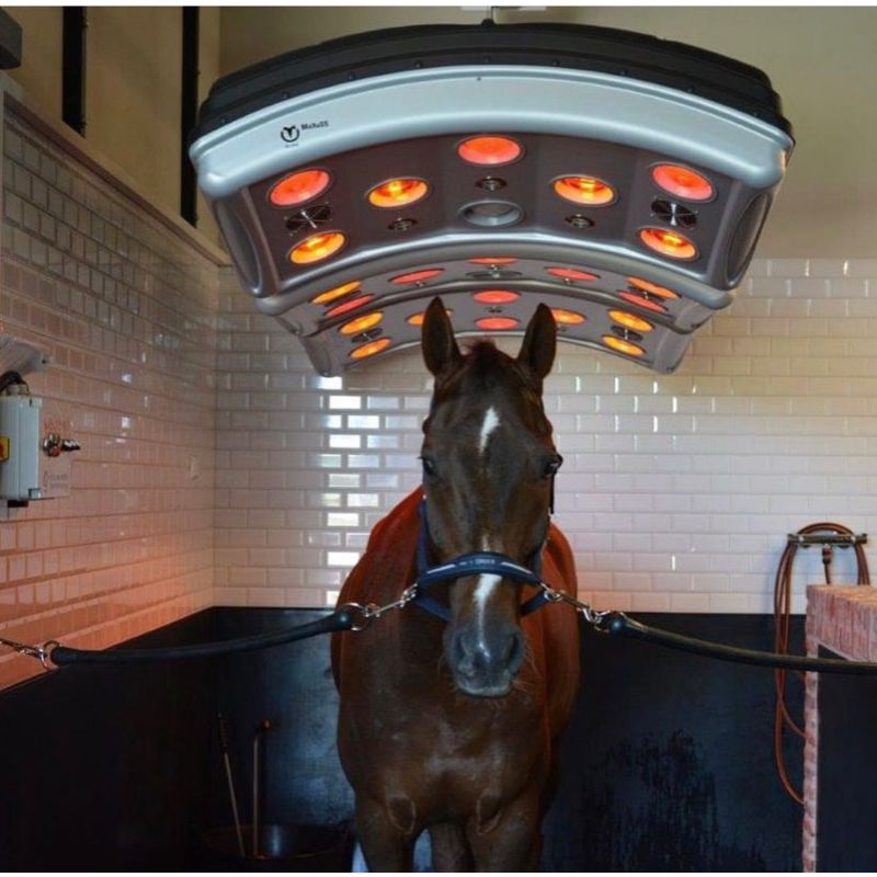 Brown Horse getting equine solarium treatment
