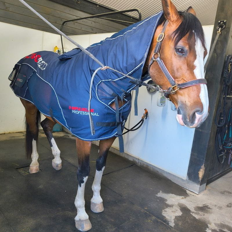 A brown and white horse standing in a stable wearing a blue horse blanket with white piping and red branding text.