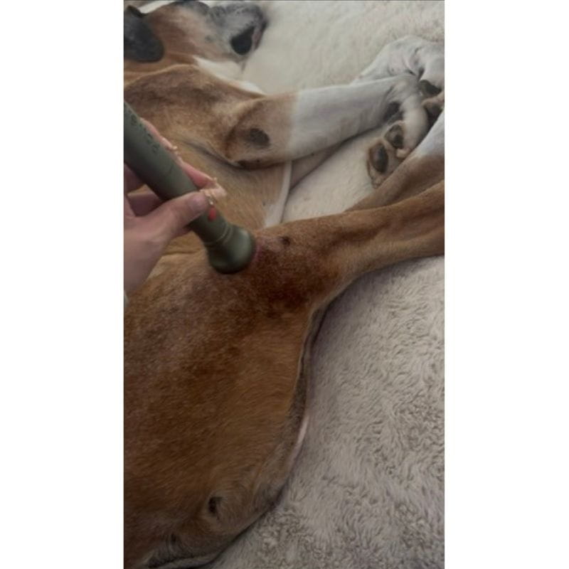 old brown dog receiving laser therapy using powermedic laser in green 