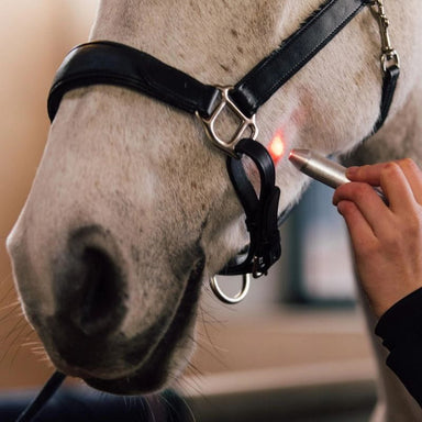 Close-up of a horse's face with a person using a light on its muzzle.