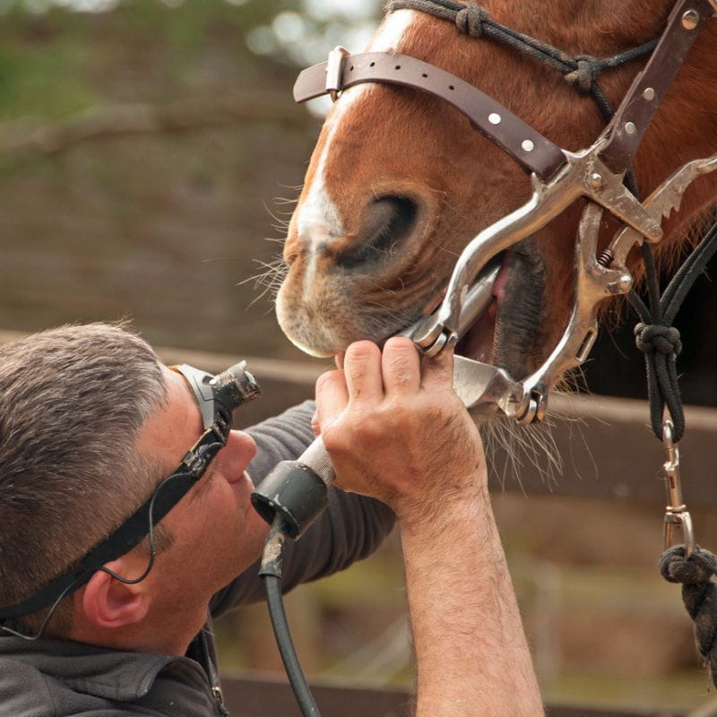 A horse halter and bit set being fitted on a brown horse by a veterinarian or horse trainer wearing protective eyewear, with a blurred outdoor background.