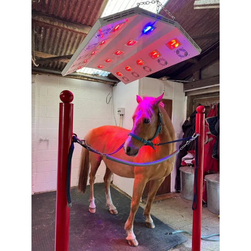 Horse Solarium working