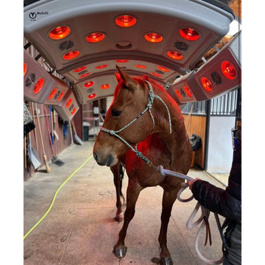 Brown Horse receiving solarium treatment at a stable