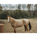 Horse standing in a field with trees in the background