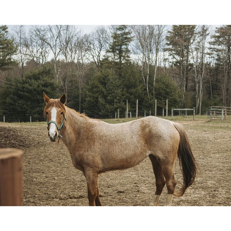 Horse standing in a field with trees in the background
