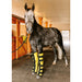 Horse wearing Infrared Heating pad Leggings
