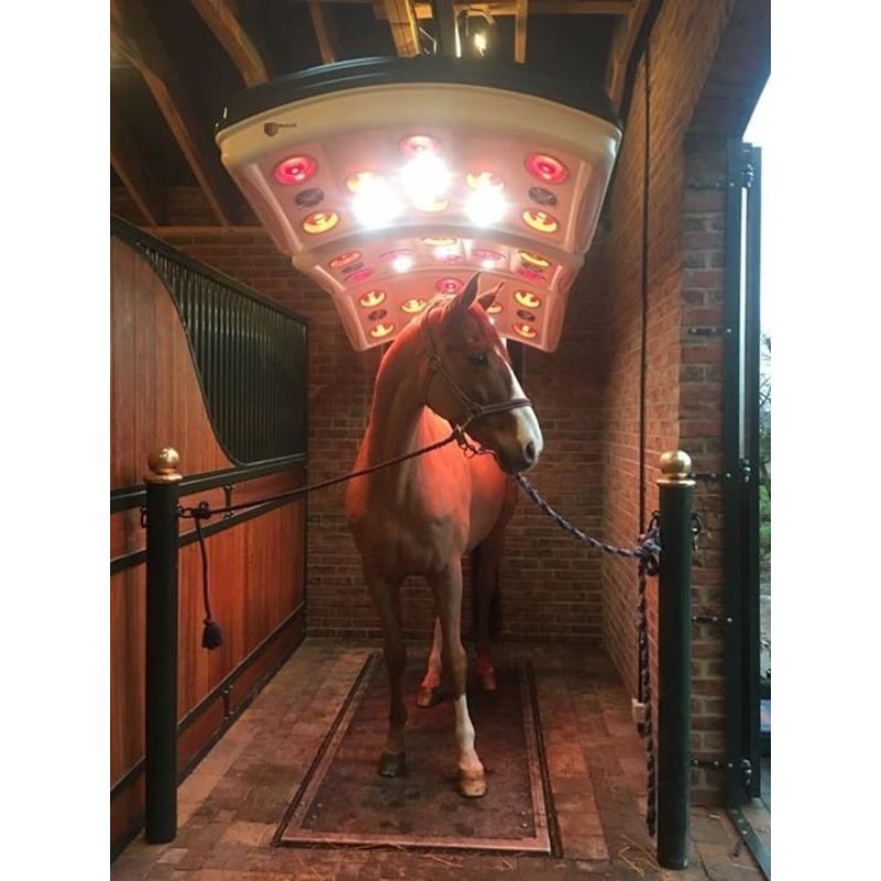 Horse standing in a stable with a horse solarium