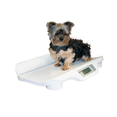 Small dog on a digital pet scale with a white background