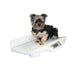 Small dog on a digital pet scale with a white background