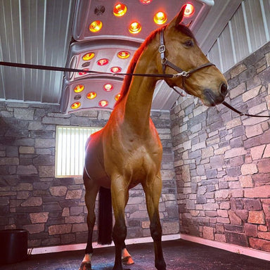 Brown horse taking solarium light