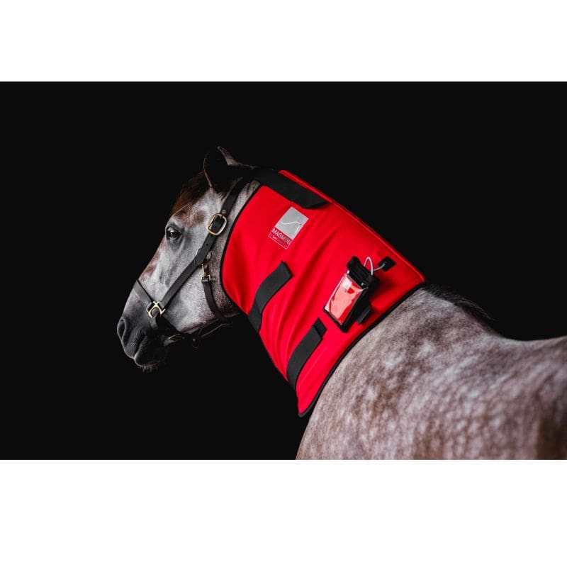 Horse wearing a red protective vest on a black background