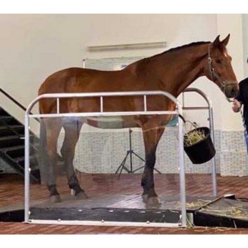 horse standing protected by plexiglass