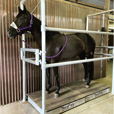 black horse on theraplate with stocks 
