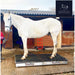 white horse using theraplate