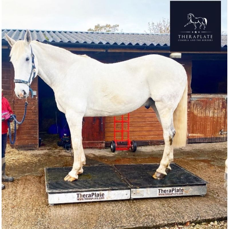 white horse using theraplate