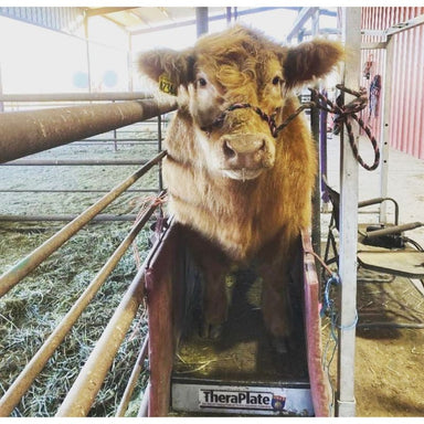 livestock using theraplate 