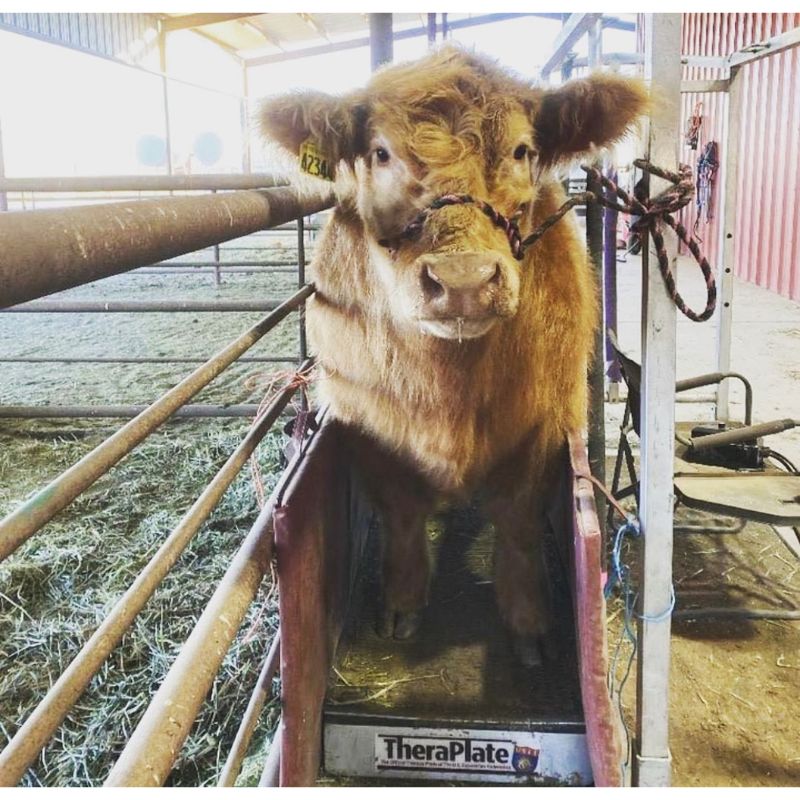 livestock using theraplate 