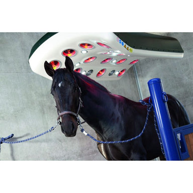 Black horse getting light