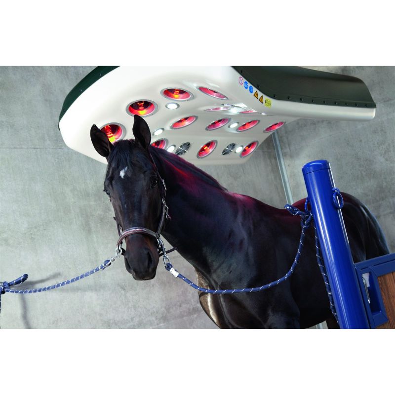 Black horse getting light