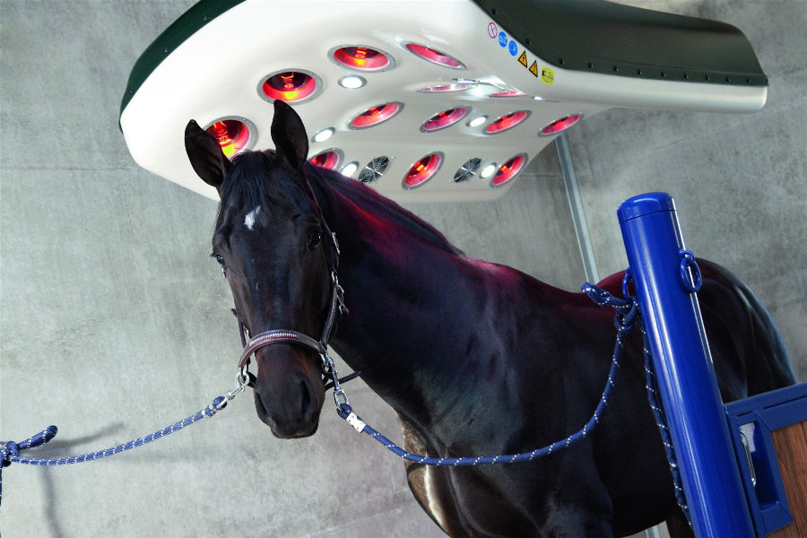 Vitafloor/Q-Line Solarium Mercurr and Black Horse