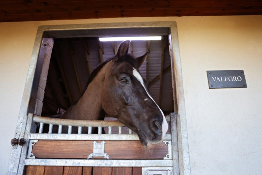Vitafloor Equine light happy horse