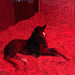 Vitafloor horse red light foal 