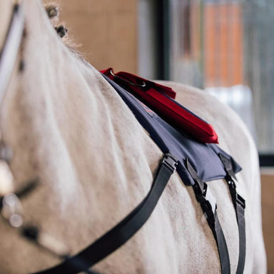 Horse with a bridle and red and blue saddle pad in an indoor setting